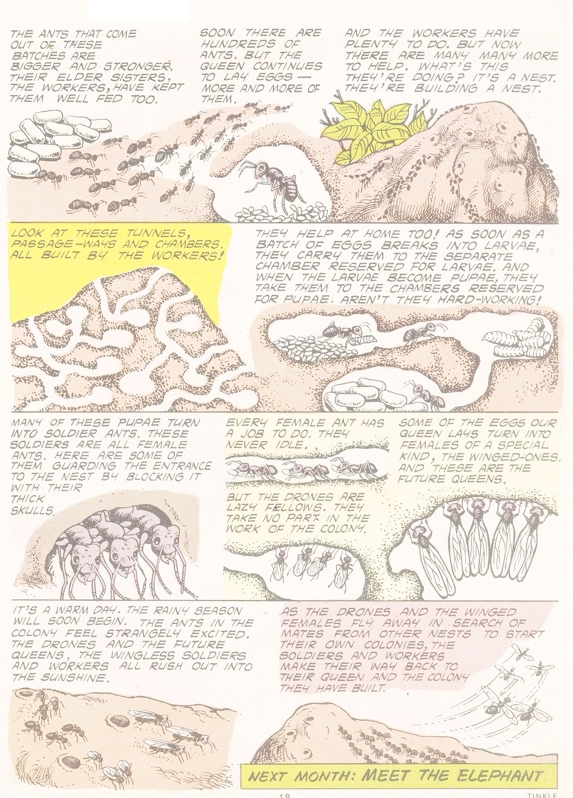Tinkle Issue #5 - Page 21