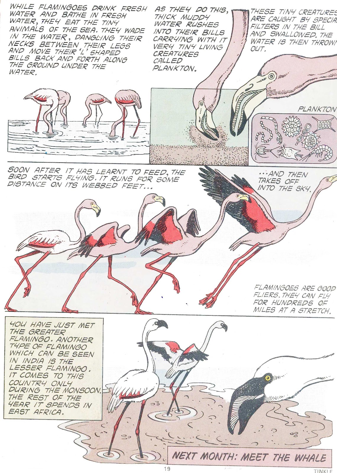 Tinkle Issue #7 - Page 21